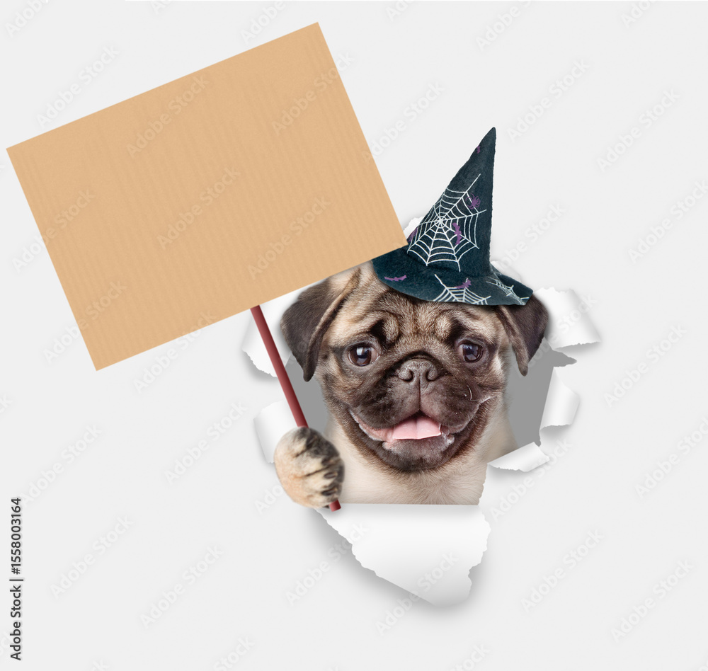 Poster cute pug puppy wearing hat for halloween looking through the hole in white paper and holds blank pla