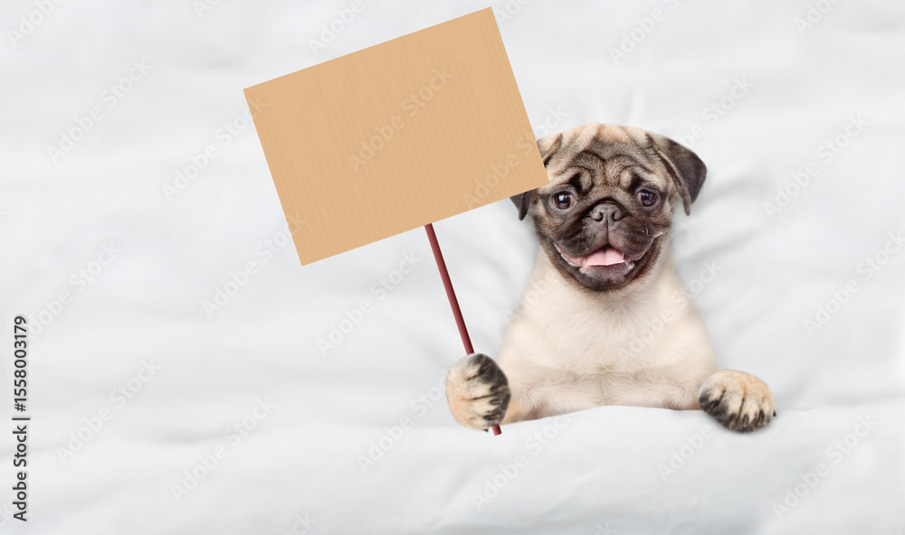 Poster cute pug puppy lying on a bed at home and shows blank placard. top down view. empty space for text