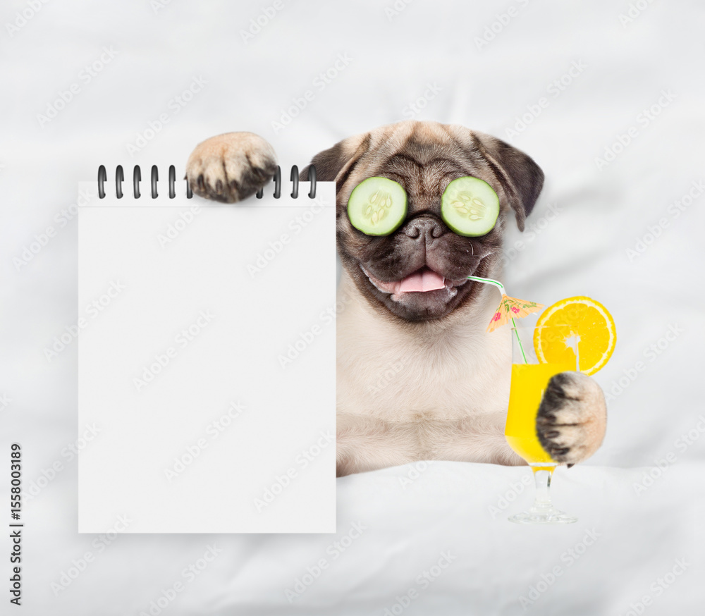 Poster funny pug puppy with pieces of cucumber on his eyes holds orange cocktail and relaxing on the bed at