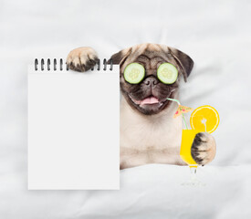 Funny Pug puppy with pieces of cucumber on his eyes holds orange cocktail and relaxing on the bed...