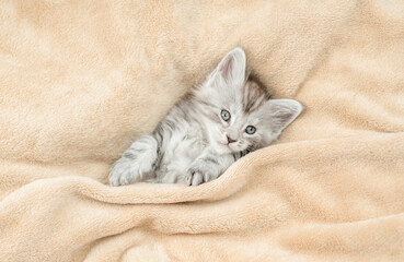 Cozy Maine coon kitten lying under warm blanket on a bed at home. Top down view