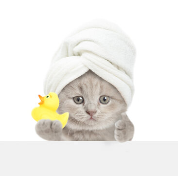 Cute kitten with towel on it head looks above blank white banner and shows rubber duck and thumbs up gesture. Empty free space for text. isolated on white background