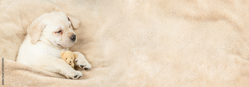 Poster sleepy golden retriever puppy lying with toy bear under warm blanket on a bed at home. top down view