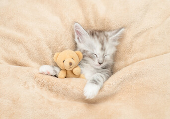 Cozy Maine coon kitten sleeping with favorite toy bear under warm plaid on a bed at home. Top down...
