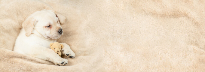 Sleepy Golden retriever puppy lying with toy bear under warm blanket on a bed at home. Top down...
