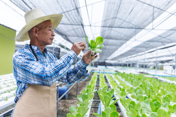 An elderly farmer wearing a straw hat and apron carefully inspects a fresh lettuce plant in a modern greenhouse. The image showcases experience, dedication, and sustainable agricultural practices.