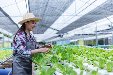 Obraz premium A focused female farmer in a hat and apron tends to lush green lettuce plants inside a modern greenhouse. The scene highlights dedication to sustainable farming and careful plant cultivation.