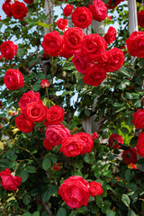 Beautiful red rose flowers growing on a support in a garden in Nagano.