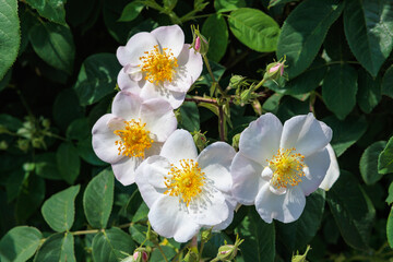 Beautiful white rose flowers blooming in a garden in Nagano.