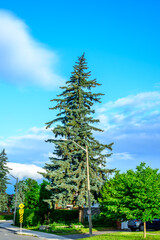 Magestic urban nature: A mature douglas fir tree towers over houses in an established residential...