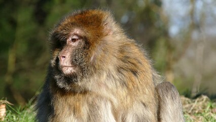 A detailed, thoughtful portrait of a Barbary macaque (Macaca sylvanus) monkey relaxing in the sun...