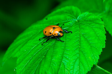 grapevine beetle (Pelidnota punctata), on leaf close up room for text