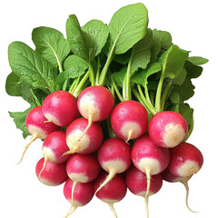 A bunch of fresh red radishes with green leaves and roots showing their vibrant pink and white colors isolated on transparent background