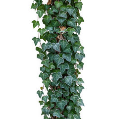 Fototapeta premium A vibrant green ivy vine, isolated on transparent background, ideal for design