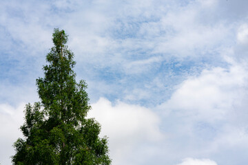Blue sky with green tree in summer, minimal nature background