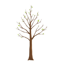 Obraz premium Bare tree with small green leaves sprouting isolated on white background