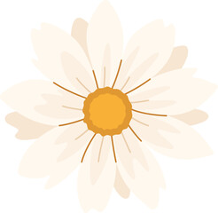 Cream Daisy Flower Blooming Close Up