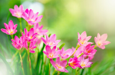 Naturally colorful flowers and fairy lights