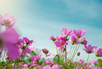 Naturally colorful flowers and fairy lights