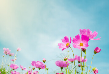 Naturally colorful flowers and fairy lights