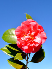 A beautiful red camellia isolated against a sunny blue sky. 