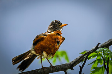 American Robin (Turdus migratorius) perched on a sunlit tree branch against a beautifully blurred, bokeh-style background