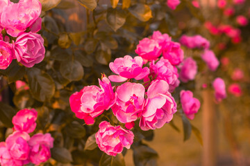 A vibrant close-up of pink roses glowing in the warm golden light of sunset, with soft bokeh in the background. Ideal for themes of nature, romance, and tranquility.