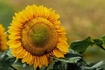 Obraz premium Single sunflower glowing in the late afternoon sun