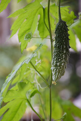 The flower of bitter melon summer vegetable in home kitchen garden /...