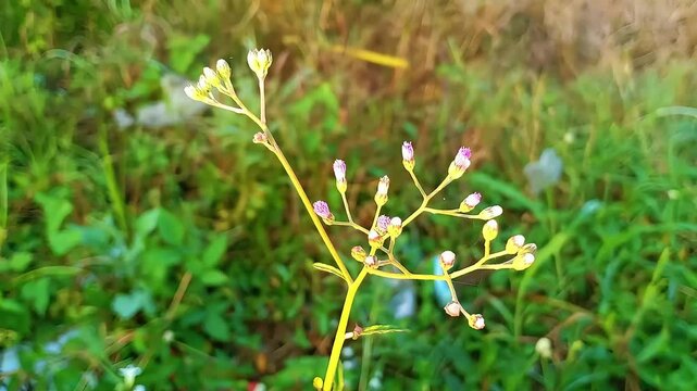 Sawi langit, also known as Crassocephalum crepidioides, is a leafy green plant often found in tropical regions. With its soft, slightly hairy leaves and small orange flowers, it is commonly used in tr