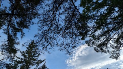 空と木々の枝葉