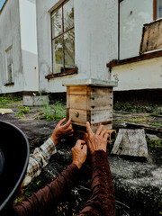 Artisanal stingless bee hive of Melipona genus handled by elderly hands in rural beekeeping...