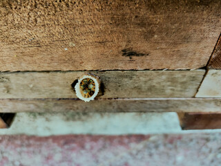 Close-up of stingless bees inside wax entrance tube on wooden hive, Melipona genus, Tetragonisca angustula