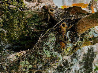 Stingless bee nest with dual wax entrance tubes in fork of mossy tree, Melipona genus, Tetragonisca angustula
