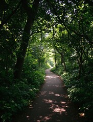 Fototapeta premium Path through shaded woodland with dappled sunlight