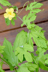 The flower of bitter melon summer vegetable in home kitchen garden /...