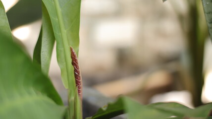 Young leaves of anthurium ornamental plant still rolled up, macro, blurred background