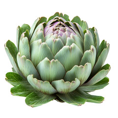 Obraz premium A detailed close up of a fresh green artichoke with purple accents on its petals showcasing its intricate layered structure isolated on transparent background