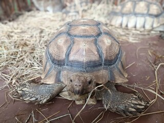 Close-up image of an African spurred tortoise resting on straw-covered ground. The tortoise’s textured shell and scales are clearly visible, taken in a zoo or educational farm setting with soft lighti