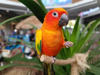 Vibrant close-up of a colorful parrot with bright orange, yellow, and green feathers perched on a branch. Captured in a petting zoo with soft background and tropical leaves for natural setting.