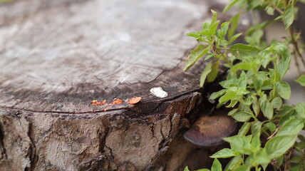 Brown mushrooms growing on dead wood trunks