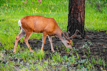 Male elk grazing under tree