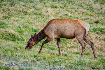 Female elk grazing in Rocky Mountain NP
