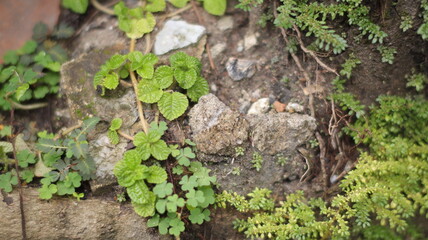 Lush mint plants creep across rocky soil