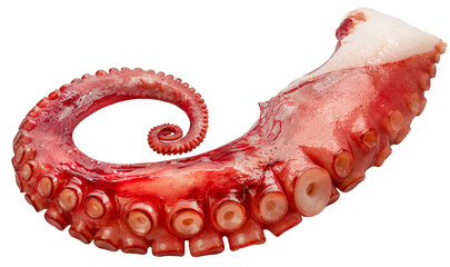 Octopus's arms with Octopus suckers isolated on white background, Octopus's arms on white PNG file.