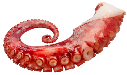 Octopus's arms with Octopus suckers isolated on white background, Octopus's arms on white PNG file.