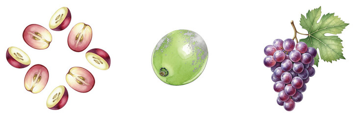 Fototapeta premium Exquisite watercolor illustration featuring beautifully cut purple grape halves arranged decoratively, a single green grape, and a vibrant bunch of red grapes with a leaf, perfect for healthy concepts