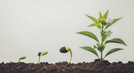 Plant Growth Stages Sequence - From Seedling to Blooming Flower