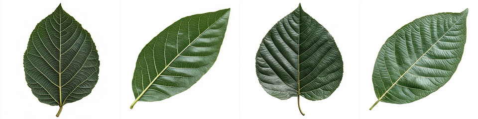 green leaves on white background