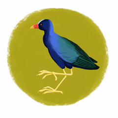 drawing bird, purple gallinule, yellow-legged gallinule, hand drawn Porphyrio martinica at green paint background. nature design element